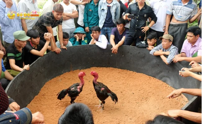 Đá gà chọi – Bí kíp chăm sóc gà đá siêu hiệu quả từ sư kê