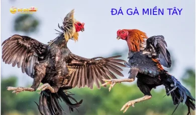 Đá gà Miền Tây – Khám phá trại đá gà lớn nhất Việt Nam 